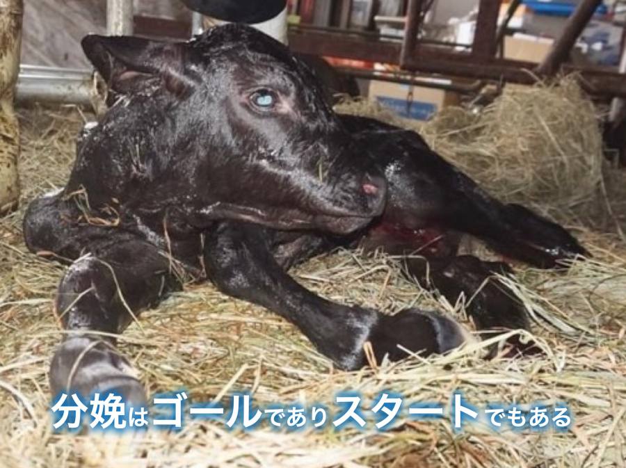 分娩の管理(1) - 最高のゴールを迎え最良のスタートをきる