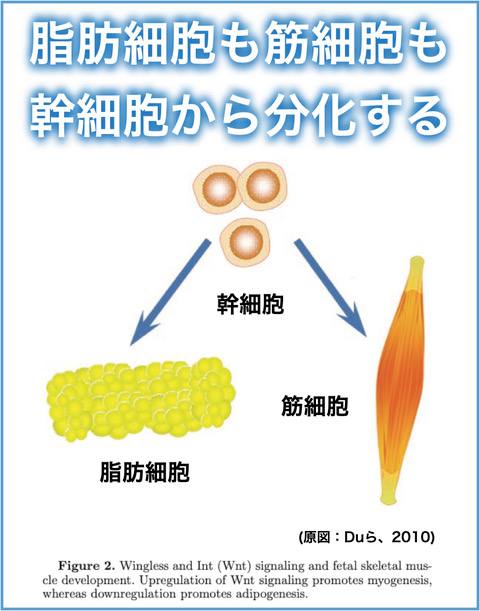 獣医/分娩の管理(3) ― 優良な子牛を獲得するために(2)