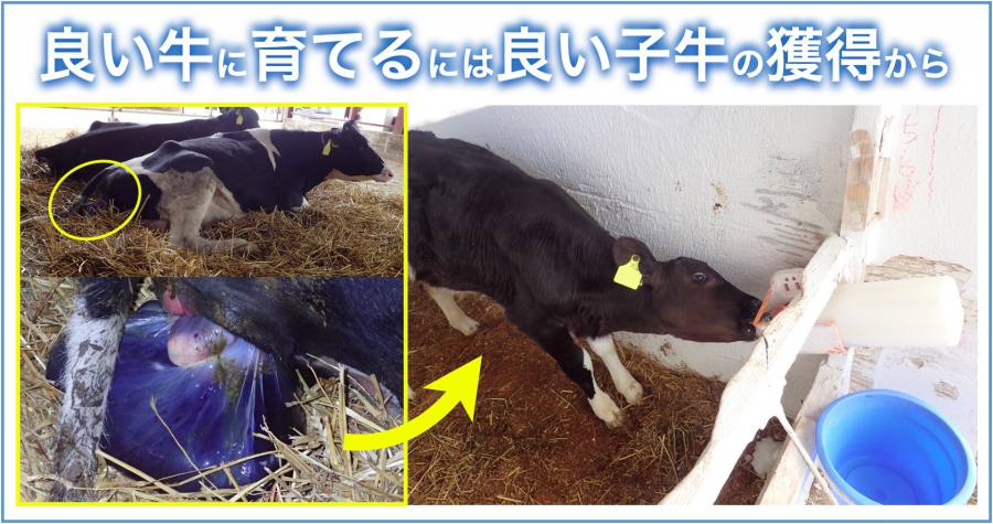 獣医／分娩の管理(5) ― 良い牛に育てるために(1)