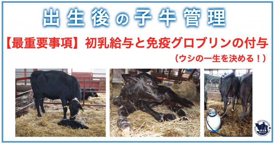 獣医コラム／分娩の管理(6) ― 良い牛に育てるために(2)