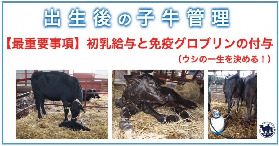 獣医コラム/分娩の管理(6) ― 良い牛に育てるために(2)