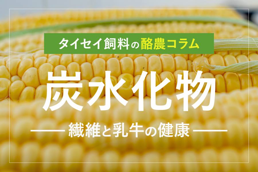 酪農コラム /「炭水化物~繊維と乳牛の健康」(最終回)
