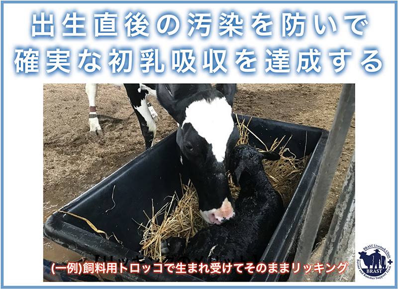獣医/分娩の管理(20) ― 良い牛に育てるために(16)