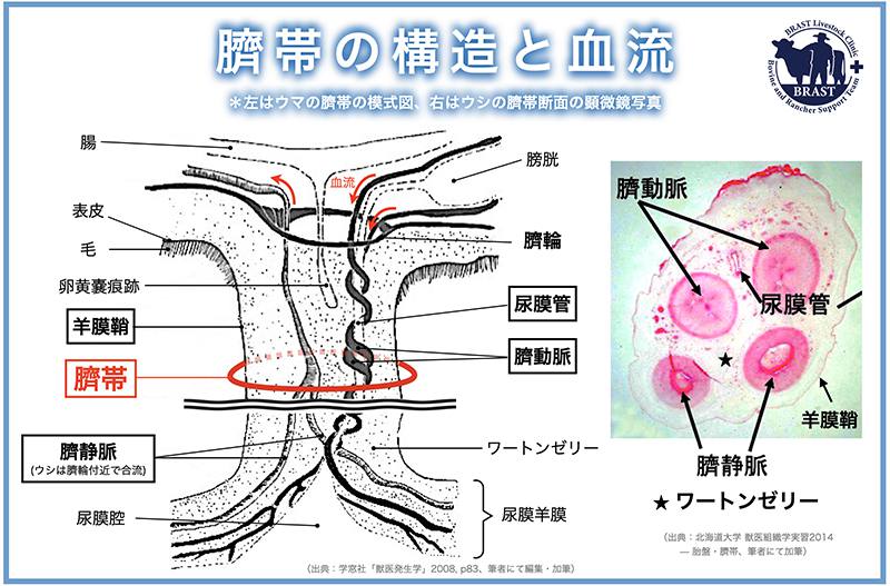 獣医/分娩の管理(21) ― 良い牛に育てるために(17)