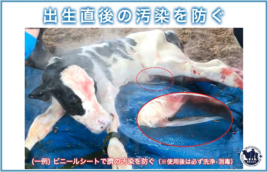 獣医／分娩の管理(23) ― 良い牛に育てるために(19)
