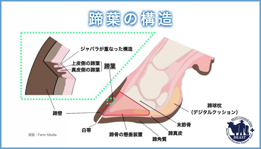 獣医コラム/肢蹄病の原因と予防(14)- 蹄の病気について