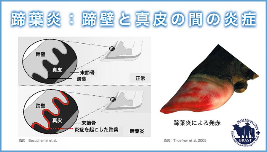獣医コラム/肢蹄病の原因と予防(14)- 蹄の病気について
