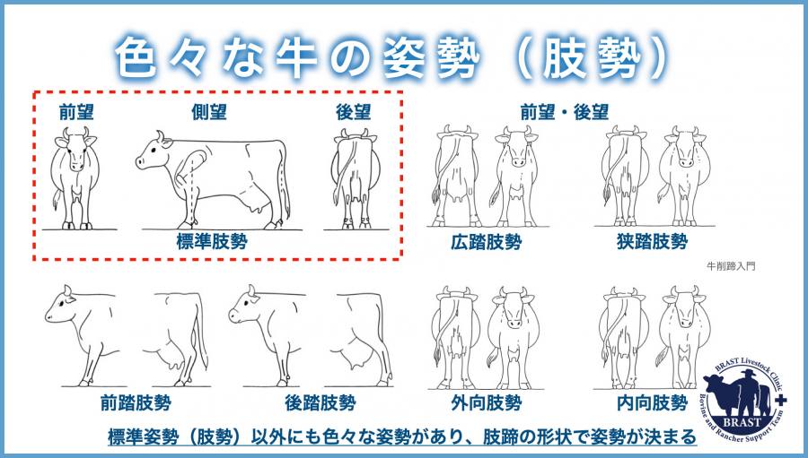獣医コラム/肢蹄病の原因と予防(15)- 蹄の病気について
