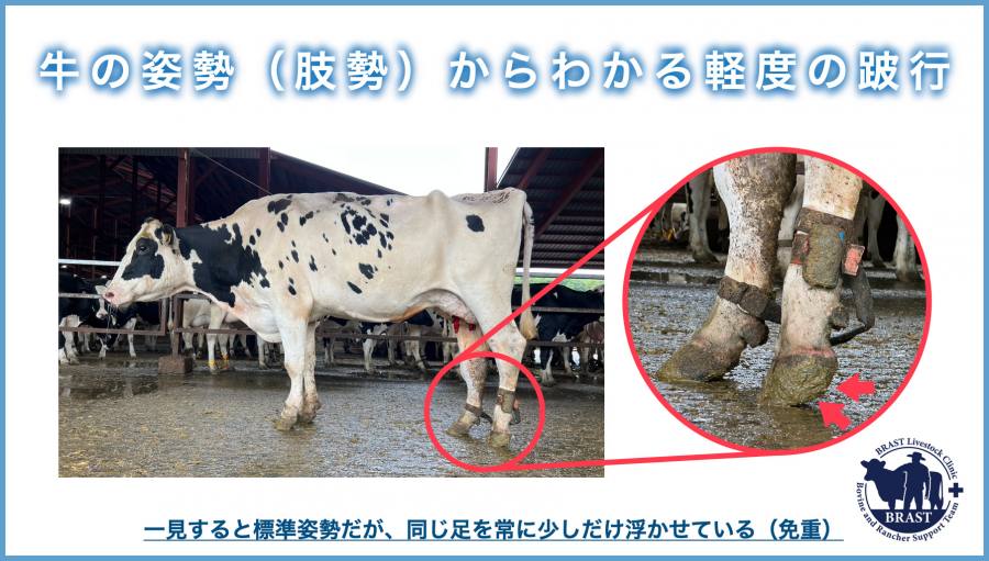 獣医コラム/肢蹄病の原因と予防(15)- 蹄の病気について