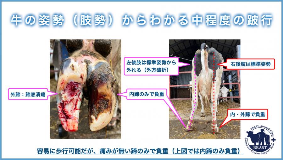 獣医コラム/肢蹄病の原因と予防(15)- 蹄の病気について