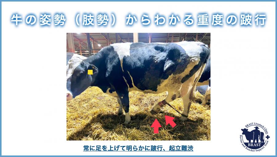 獣医コラム/肢蹄病の原因と予防(15)- 蹄の病気について