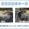 獣医コラム／肢蹄病の原因と予防(16)- 蹄の病気について