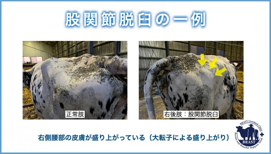 獣医コラム/肢蹄病の原因と予防(16)- 蹄の病気について
