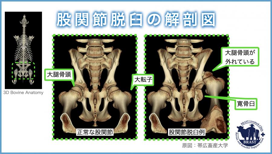 獣医コラム/肢蹄病の原因と予防(16)- 蹄の病気について