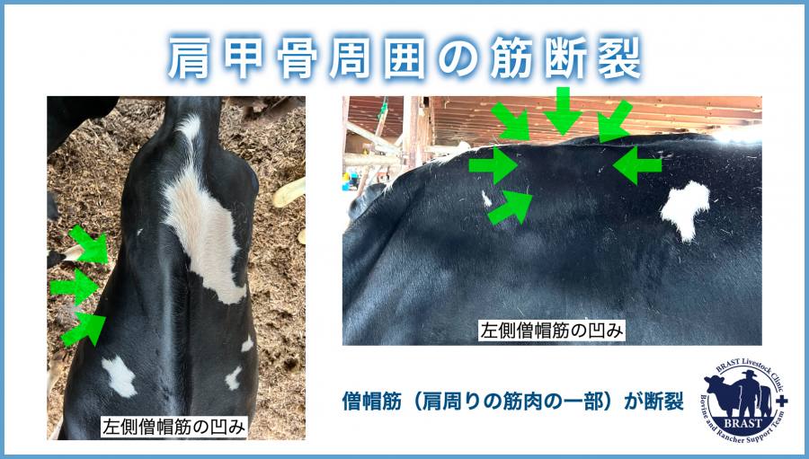 獣医コラム/肢蹄病の原因と予防(16)- 蹄の病気について