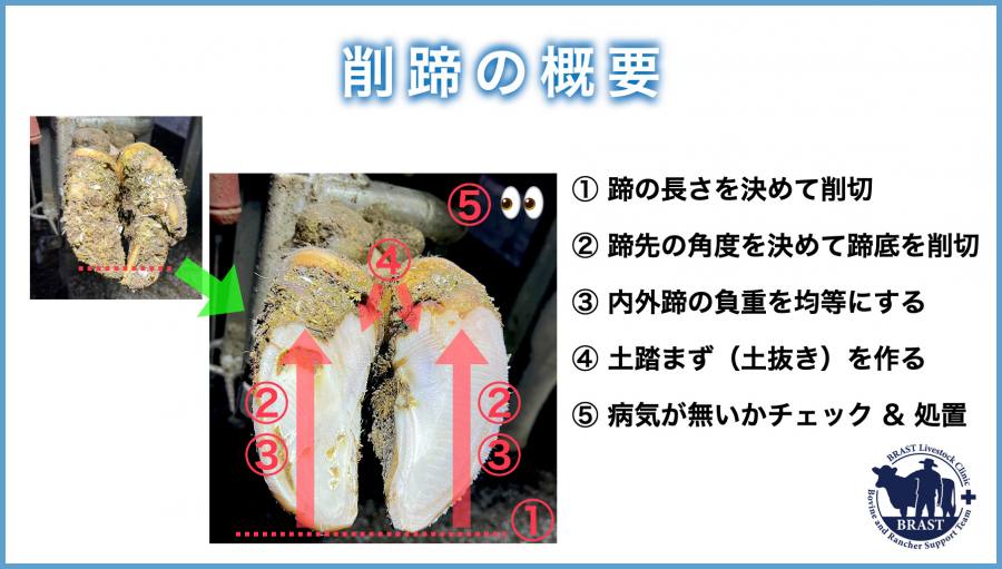 獣医コラム/肢蹄病の原因と予防(18)- 肢蹄の病気について