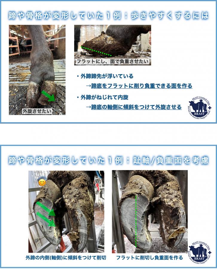 獣医コラム/肢蹄病の原因と予防(18)- 肢蹄の病気について