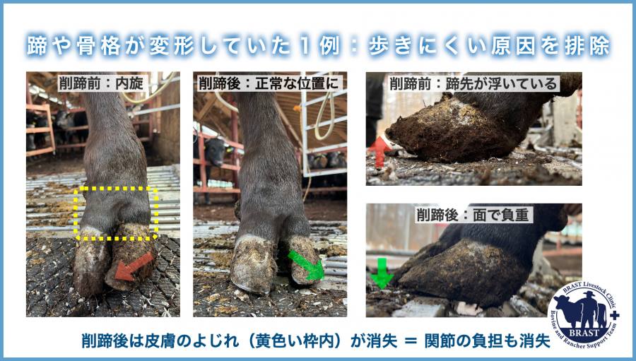 獣医コラム/肢蹄病の原因と予防(18)- 肢蹄の病気について